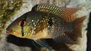 Geophagus brasiliensis