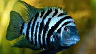 Cichlasoma nigrofasciatum