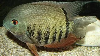 Heros sp.efasciatus