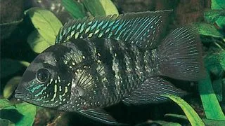 Aequidens pulcher latifrons