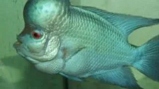 Cichlasoma sp. thai silk flowerhorn
