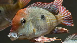 Geophagus sp. red head Tapajos