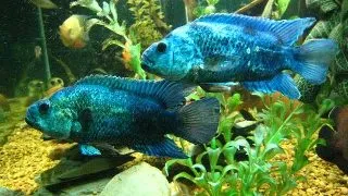 Cichlasoma blue jack dempsey