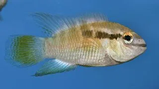 Laetacara thaeri