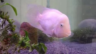 Cichlasoma nigrofasciatum xant.
