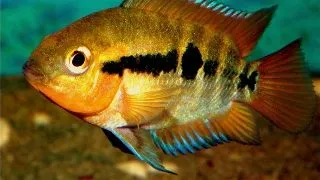 Herotilapia multispinosa