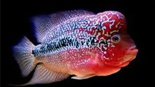 Cichlasoma sp. king kamfa