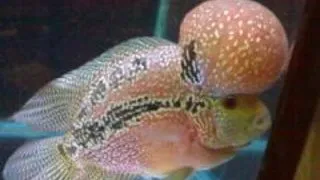 Cichlasoma sp.king kamfa