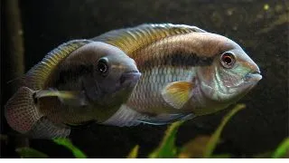 Cichlasoma Dimerus