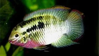 Aequidens/Laetacara Dorsigerus red