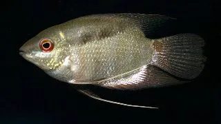 Mesonauta festiva