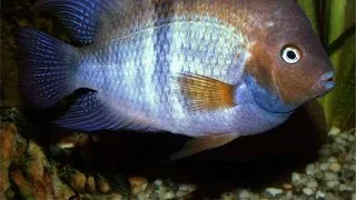 Cichlasoma sajica