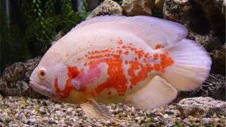 Astronotus ocellatus albino tiger