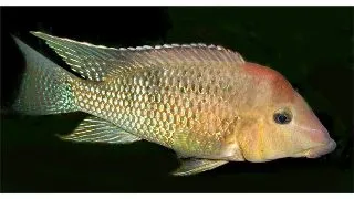 Geophagus steindachneri