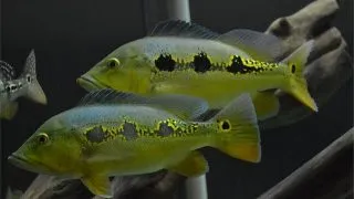 Cichla orinocensis