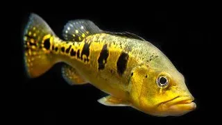 Cichla kelberi