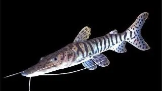 Pseudoplatystoma fasciatum
