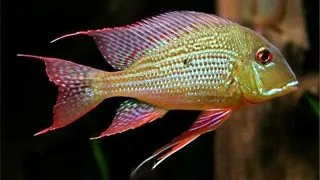 Geophagus  altifrons trombetas