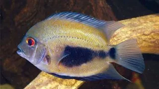 Uaru amphiacanthoides (Triangle Cichlid Uaru)