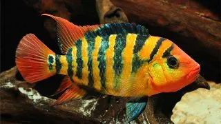 Cichlasoma festae