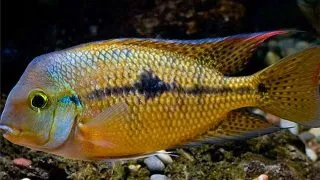 Cichlasoma nicaraguense