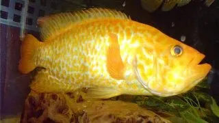 Cichlasoma managuense gold