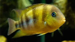 Cryptoherus cutteri