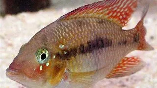 Geophagus bahia red