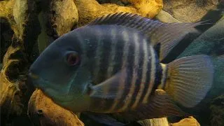 Heros severum