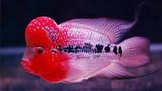 Cichlasoma sp. big head flowerhorn