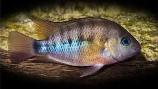 Cichlasoma /Hemichromis/cuterri