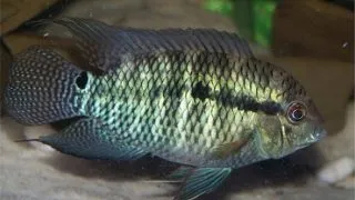Cichlasoma portalegrensis (Brown Acara Cichlid)
