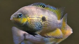 Cryptoheros myrnae
