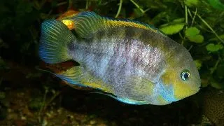 Cichlasoma sajica gold