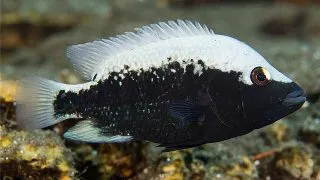 Cichlasoma bartoni