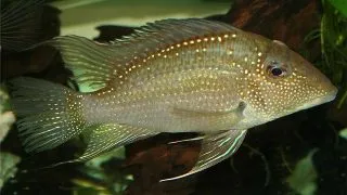 Geophagus jurupari