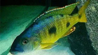 Exochromis anagenys