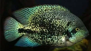 Cichlasoma guttulatum XXL