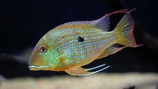 Geophagus surinamensis