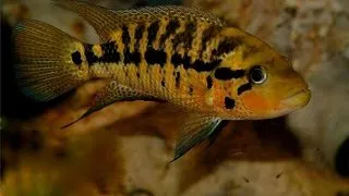 Parachromis motaguensis