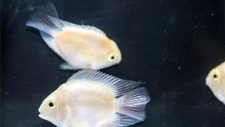 Hybrid platinum