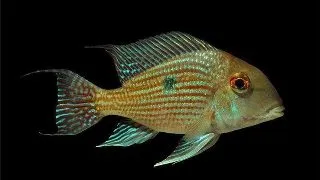 Geophagus sp. pindare