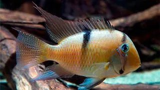 Guianacara dacrya