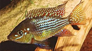 Gymnogeophagus Rhabdotus (Pearl-Striped Geophagus)
