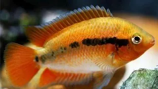 Herotilapia multispinosa orange