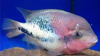 Cichlosoma fenestrata