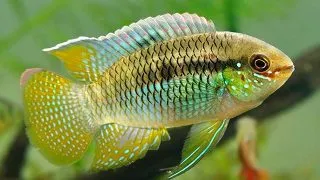 Laetacara curviceps Blunthead (Thayer's Cichlid)