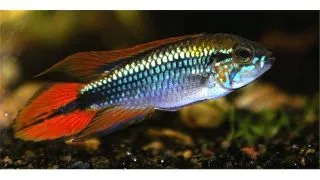 Apistogramma Agassizi