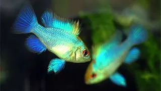 Papilichromis ramirezi electric blue