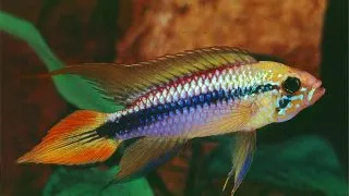 Apistogramma Agassizi double red